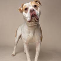 Thumbnail photo of Tobis #2