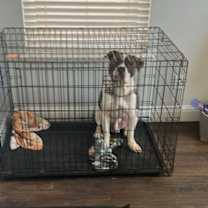 Thumbnail photo of Smokey #1