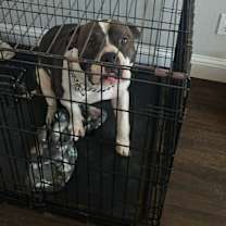 Thumbnail photo of Smokey #3