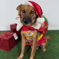 Thumbnail photo of Cinnamon #4