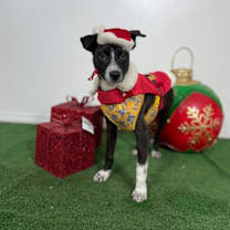 Thumbnail photo of Reese #3