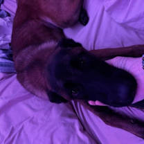 Thumbnail photo of Goose #4