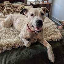 Thumbnail photo of Cici  #1