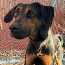 Thumbnail photo of Apollo #4