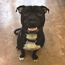 Thumbnail photo of Gaston #1