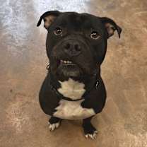 Thumbnail photo of Gaston #4