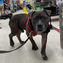 Thumbnail photo of Briggs #2