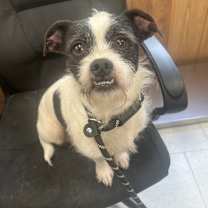 Thumbnail photo of Bishop #2