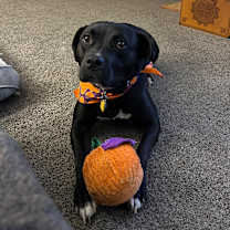 Thumbnail photo of Walker #2