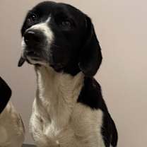 Thumbnail photo of Cletus #2