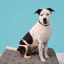 Thumbnail photo of Maserati #1