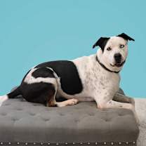 Thumbnail photo of Maserati #2