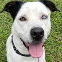 Thumbnail photo of Maserati #3