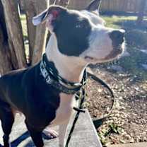 Thumbnail photo of Alice #2