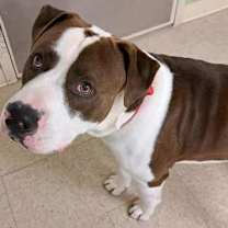 Thumbnail photo of Champ #2