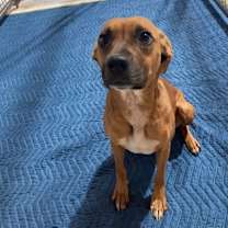 Thumbnail photo of Toto #1