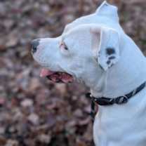 Thumbnail photo of Snowflake #3