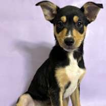 Thumbnail photo of Tito #1