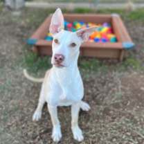 Thumbnail photo of Ritz #3