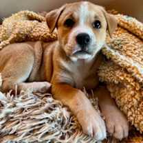 Thumbnail photo of Wyatt (@ ojo santa fe) #1