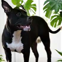 Thumbnail photo of Bippi #2