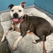 Thumbnail photo of *MISTY #1