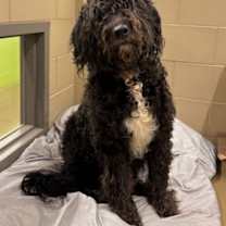 Thumbnail photo of Blue #1