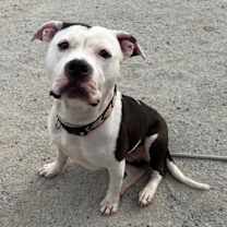 Thumbnail photo of Dottie #2