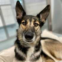 Thumbnail photo of Zelda #1