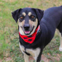 Thumbnail photo of Honu (Bron) #1