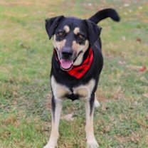 Thumbnail photo of Honu (Bron) #2