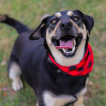 Thumbnail photo of Honu (Bron) #3