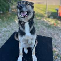 Thumbnail photo of Zelda #3