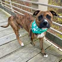 Thumbnail photo of Kiku #2