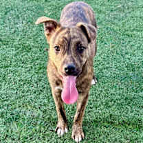 Thumbnail photo of Brandy #2