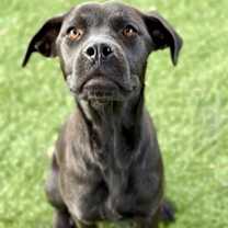 Thumbnail photo of Dinah #2