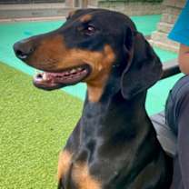 Thumbnail photo of Cora #2