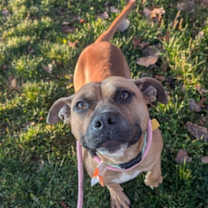 Thumbnail photo of Cletus V (foster) #3