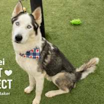 Thumbnail photo of Alexei #2