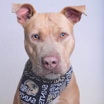 Thumbnail photo of 23-021D Scooby #3