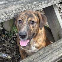 Thumbnail photo of Abbott #1