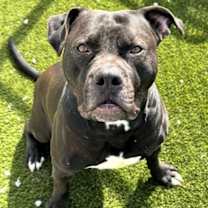 Thumbnail photo of Habanero #2