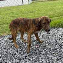 Thumbnail photo of Abbott #3