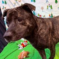 Thumbnail photo of Gunner #2