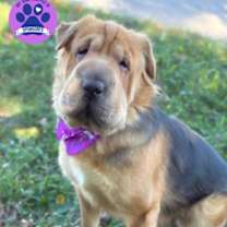 Thumbnail photo of Delilah #1