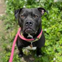 Thumbnail photo of Habanero #3