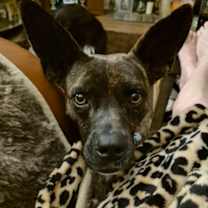 Thumbnail photo of Blair #3