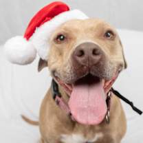 Thumbnail photo of Memphis Minnie #1