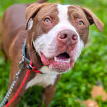 Thumbnail photo of Gigglebones #1