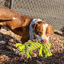 Thumbnail photo of Gigglebones #3